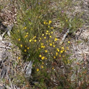 Gompholobium minus at Sassafras, NSW - suppressed