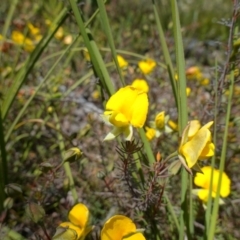 Gompholobium minus at Sassafras, NSW - suppressed