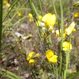 Gompholobium minus at Sassafras, NSW - 29 Nov 2022