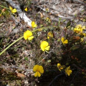 Gompholobium minus at Sassafras, NSW - suppressed