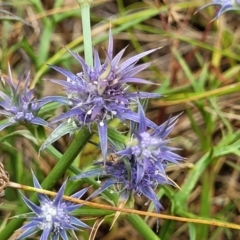 Eryngium ovinum (Blue Devil) at Mount Ainslie - 3 Jan 2023 by trevorpreston