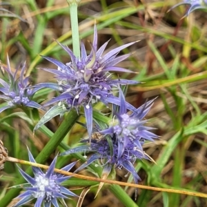 Eryngium ovinum at Pialligo, ACT - 4 Jan 2023