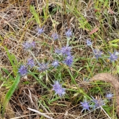 Eryngium ovinum at Pialligo, ACT - 4 Jan 2023 08:44 AM