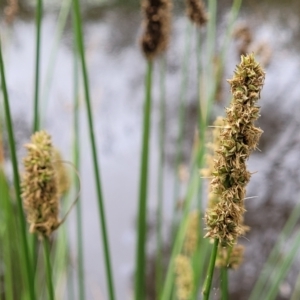 Carex tereticaulis at Pialligo, ACT - 4 Jan 2023 08:39 AM