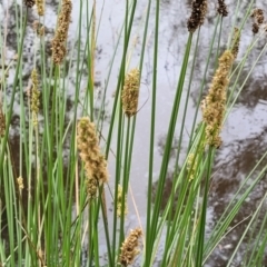 Carex tereticaulis at Pialligo, ACT - 4 Jan 2023 08:39 AM