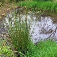 Carex tereticaulis at Pialligo, ACT - 4 Jan 2023 08:39 AM