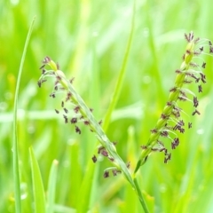 Paspalum distichum (Water Couch) at Pialligo, ACT - 4 Jan 2023 by trevorpreston