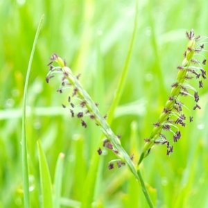 Paspalum distichum at Pialligo, ACT - 4 Jan 2023