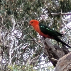 Alisterus scapularis (Australian King-Parrot) at Pialligo, ACT - 3 Jan 2023 by trevorpreston