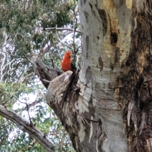 Alisterus scapularis at Pialligo, ACT - 4 Jan 2023