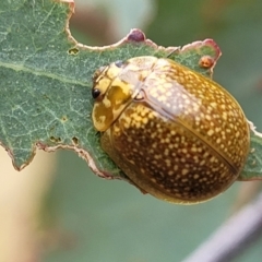 Paropsisterna cloelia (Eucalyptus variegated beetle) at Pialligo, ACT - 3 Jan 2023 by trevorpreston