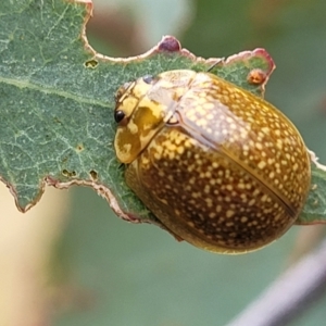 Paropsisterna cloelia at Pialligo, ACT - 4 Jan 2023 08:11 AM