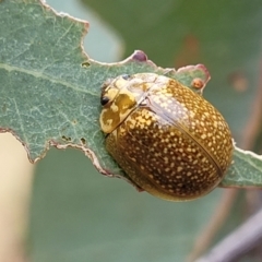 Paropsisterna cloelia at Pialligo, ACT - 4 Jan 2023 08:11 AM