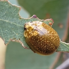 Paropsisterna cloelia at Pialligo, ACT - 4 Jan 2023 08:11 AM