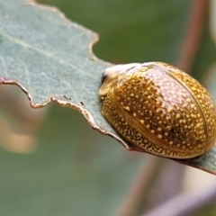 Paropsisterna cloelia at Pialligo, ACT - 4 Jan 2023 08:11 AM