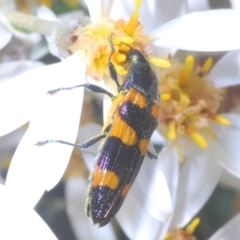 Castiarina attenuata (A jewel beetle) at Brindabella, NSW - 28 Dec 2022 by Harrisi