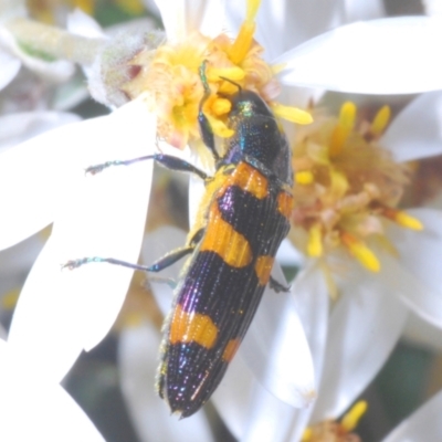 Castiarina attenuata (A jewel beetle) at Namadgi National Park - 28 Dec 2022 by Harrisi