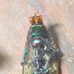 Castiarina attenuata at Brindabella, NSW - 28 Dec 2022 12:07 PM