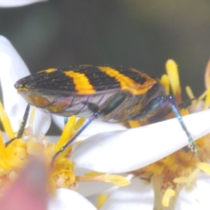 Castiarina attenuata at Brindabella, NSW - 28 Dec 2022