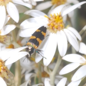 Castiarina attenuata at Brindabella, NSW - 28 Dec 2022 12:07 PM