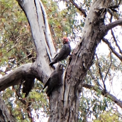 Callocephalon fimbriatum (Gang-gang Cockatoo) at Molonglo Valley, ACT - 3 Jan 2023 by CathB
