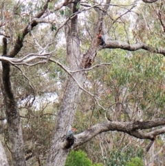 Callocephalon fimbriatum at Molonglo Valley, ACT - suppressed