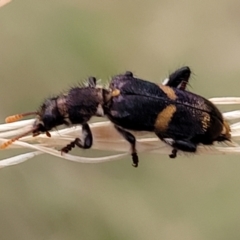 Eleale pulchra (Clerid beetle) at Pialligo, ACT - 4 Jan 2023 by trevorpreston