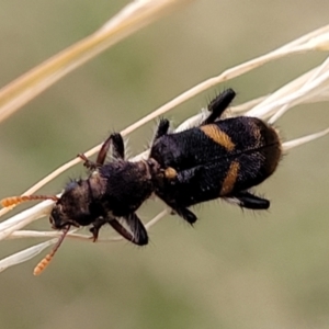 Eleale pulchra at Pialligo, ACT - 4 Jan 2023 08:01 AM