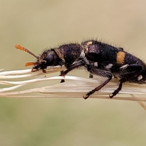 Eleale pulchra at Pialligo, ACT - 4 Jan 2023 08:01 AM