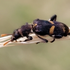 Eleale pulchra at Pialligo, ACT - 4 Jan 2023 08:01 AM