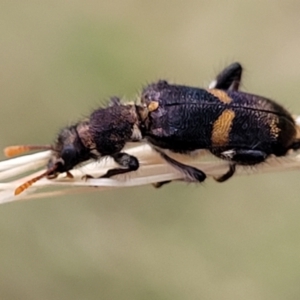 Eleale pulchra at Pialligo, ACT - 4 Jan 2023 08:01 AM