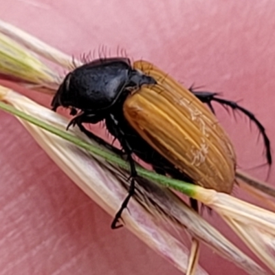 Phyllotocus kingii (Nectar scarab) at Mount Ainslie - 3 Jan 2023 by trevorpreston
