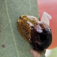 Paropsisterna cloelia (Eucalyptus variegated beetle) at Pialligo, ACT - 4 Jan 2023 by trevorpreston