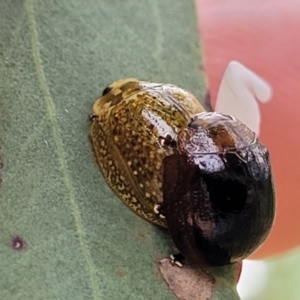 Paropsisterna cloelia at Pialligo, ACT - 4 Jan 2023 07:54 AM