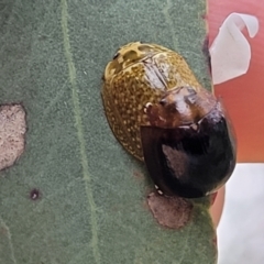 Paropsisterna cloelia at Pialligo, ACT - 4 Jan 2023 07:54 AM