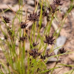 Schoenus apogon (Common Bog Sedge) at Campbell Park Woodland - 3 Jan 2023 by trevorpreston