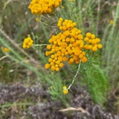 Chrysocephalum semipapposum (Clustered Everlasting) at Pialligo, ACT - 3 Jan 2023 by trevorpreston