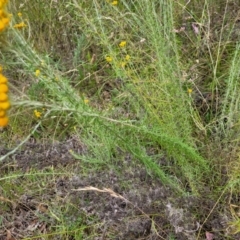 Chrysocephalum semipapposum at Pialligo, ACT - 4 Jan 2023