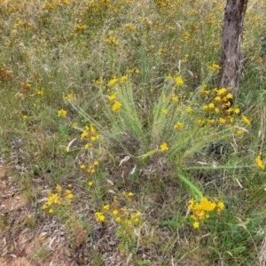 Chrysocephalum semipapposum at Pialligo, ACT - 4 Jan 2023