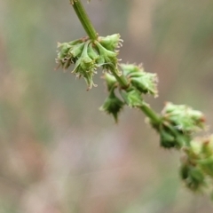 Rumex brownii (Slender Dock) at Mount Ainslie - 3 Jan 2023 by trevorpreston