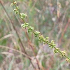 Rumex brownii at Pialligo, ACT - 4 Jan 2023