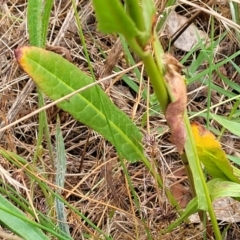 Rumex brownii at Pialligo, ACT - 4 Jan 2023 07:32 AM