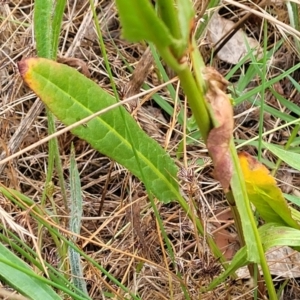 Rumex brownii at Pialligo, ACT - 4 Jan 2023 07:32 AM