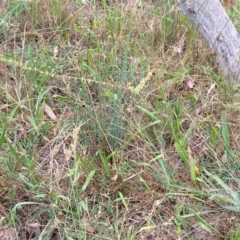 Rumex brownii at Pialligo, ACT - 4 Jan 2023 07:32 AM