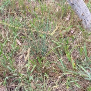 Rumex brownii at Pialligo, ACT - 4 Jan 2023