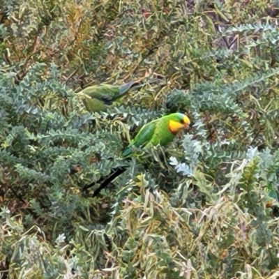 Polytelis swainsonii (Superb Parrot) at Pialligo, ACT - 4 Jan 2023 by trevorpreston