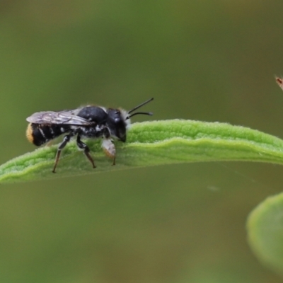 Megachile ferox (Resin bee) at Kaleen, ACT - 4 Jan 2023 by Tammy