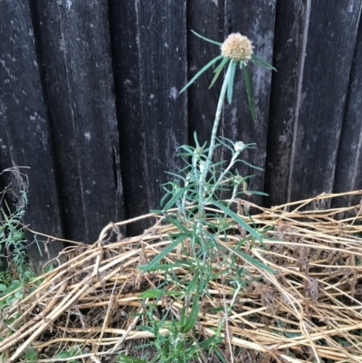 Euchiton sphaericus (Star Cudweed) at Dunlop, ACT - 4 Jan 2023 by JR