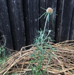 Euchiton sphaericus at Dunlop, ACT - 4 Jan 2023