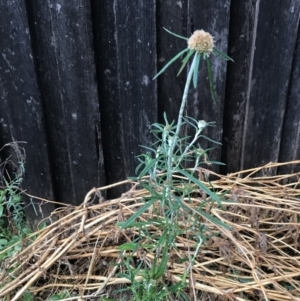 Euchiton sphaericus at Dunlop, ACT - 4 Jan 2023